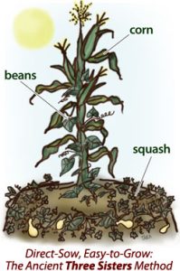 Direct-Sow, Easy-to-Grow: The Ancient Three Sisters Method: One corn stalk with several ears of corn with bean vines climbing up the stalk. Squash planted at the base surrounding the beans and corn. Sun shining high.