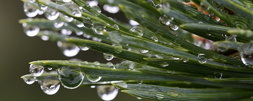 Close up of rain drops on pine tree