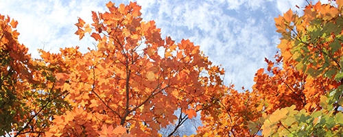 Tops of trees in fall with blue sky and thin white clouds behind.