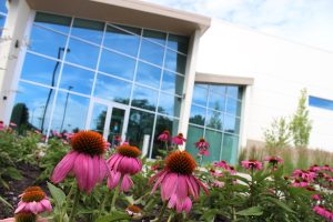 Pink cone flowers nestled in a flowerbed outside Leonhard Recreation Center. Wall of windows line the front where doors are.