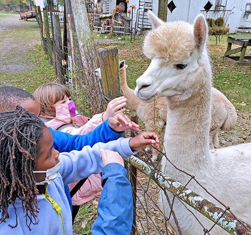 Children wearing coats and face masks reaching up to pet white fluffy llama.