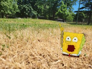 SpongeBob with pinky up in dried out grass gasping for water.