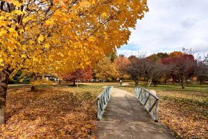 Fall trees filling Mattis Park