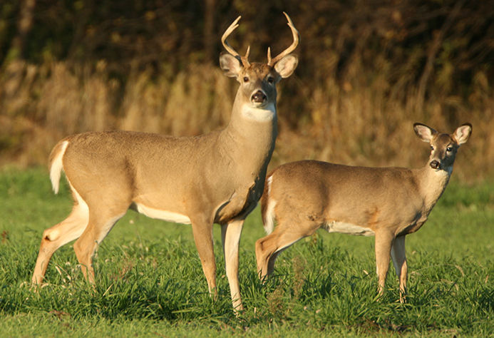 Image of two white tailed deer