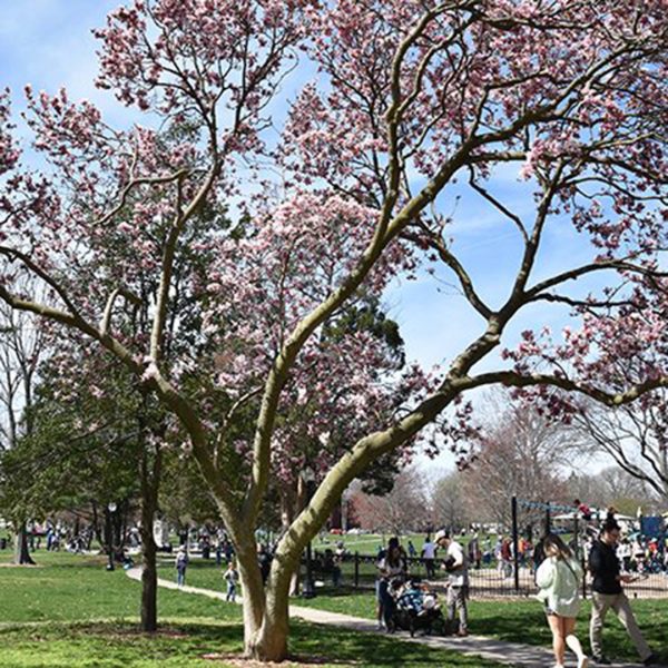 Trees in bloom and path system at West Side Park