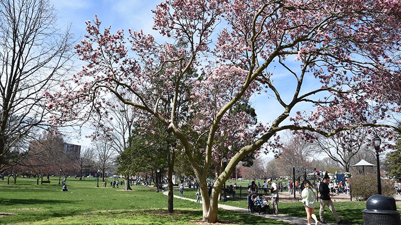 Trees in bloom and path system at West Side Park