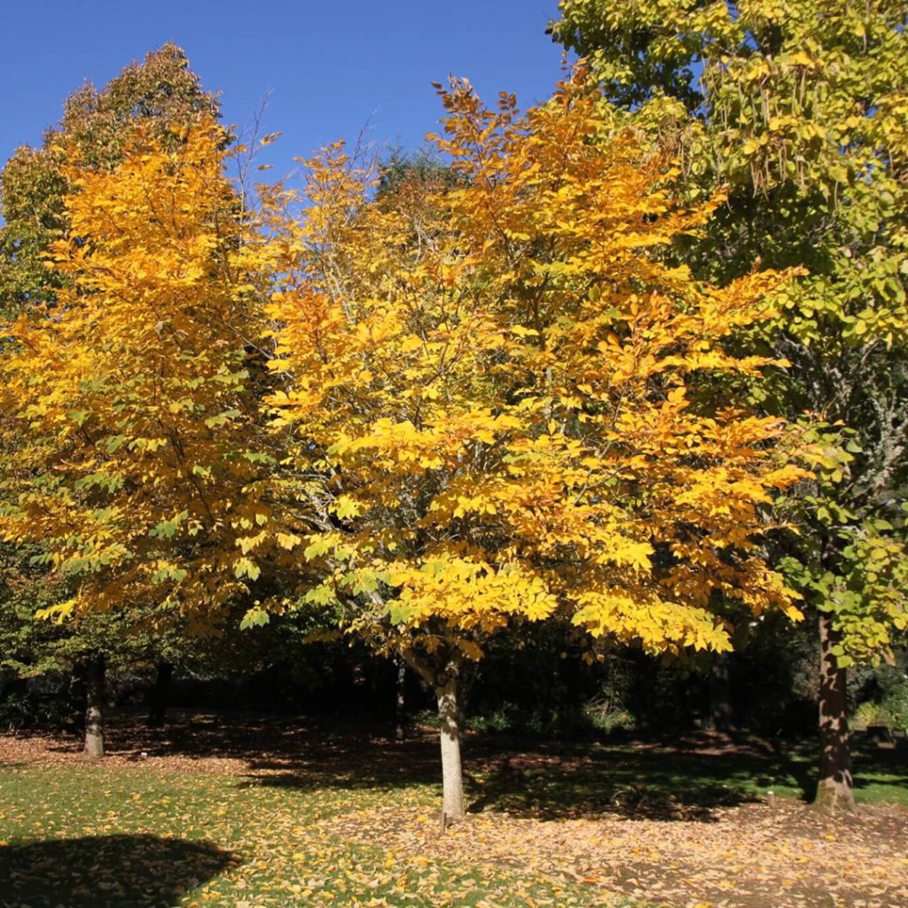 American Yellowwood tree