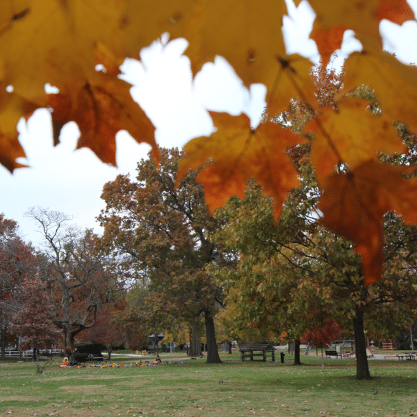 Tree with orange leaves