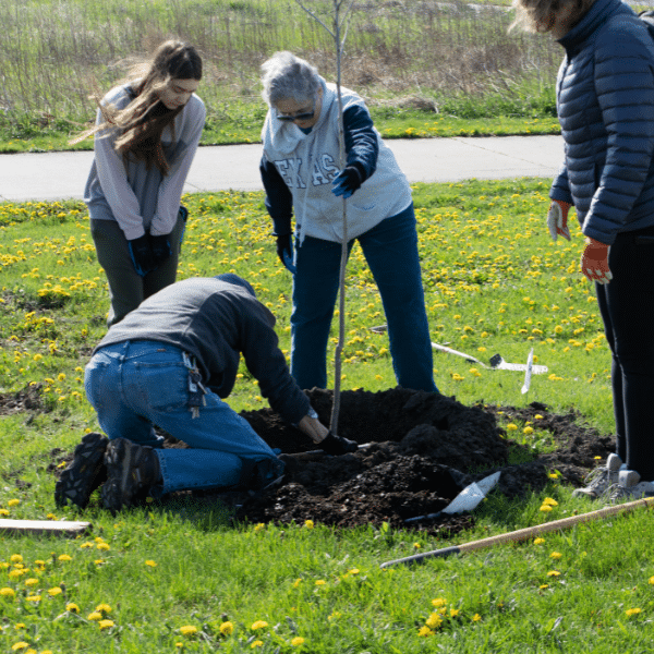 4 adults work together to plant a tree in a park.