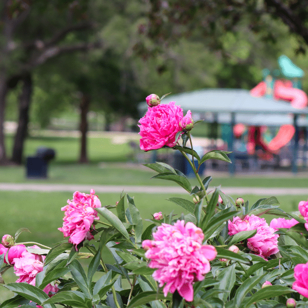 Flowers with a playground in the background.