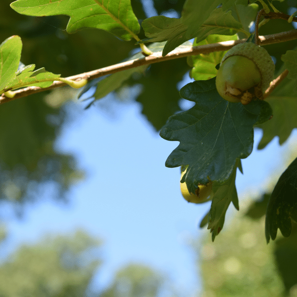 A close up of a tree's leaves