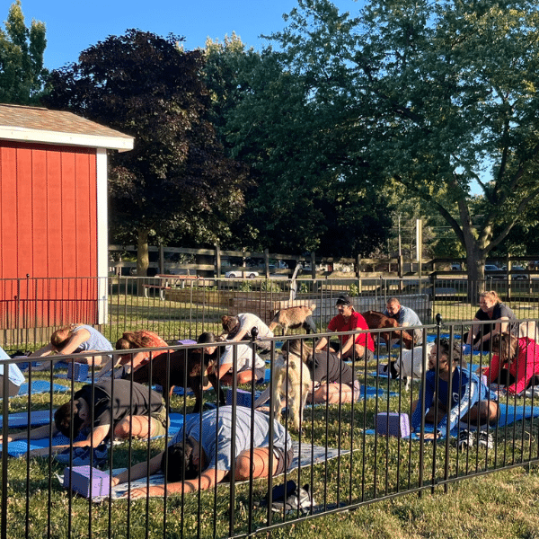 A group of adults do yoga poses in a field with goats.